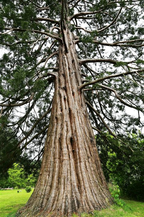 Trunk Pictures | Download Free Images on Unsplash