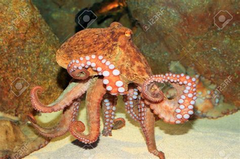 plural  octopus octopuses octopi  octopodes red