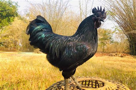 Ayam Cemani Breed Profile Egg Laying Pictures And Facts