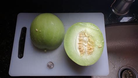 This melon(??) that looks like a honeydew but smells like a cucumber ...