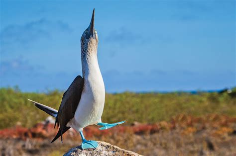 Exploring The Fascinating Galapagos Islands Amazing Facts To Know