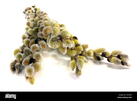 Pussy Willow Signs Of Spring With Delicate Buds On White Background