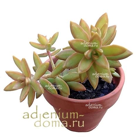 Sedum ADOLPHII (Седум, Очиток): купить 5 семян c доставкой почтой 🌸 ...