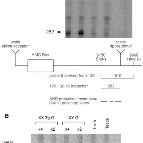 PDF Expression Of Sry The Mouse Sex Determining Gene