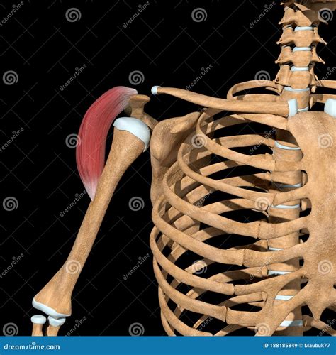 Illustration of the Medial Head of Deltoid Muscles Front View Stock