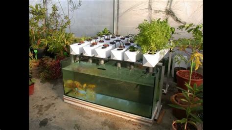 Benefits Of Aquaponic Gardening Aquaponic Gardening Aquaponics