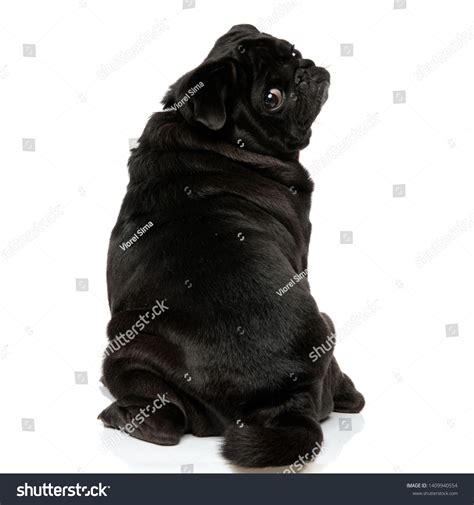1,258 Pug Back Images, Stock Photos & Vectors | Shutterstock