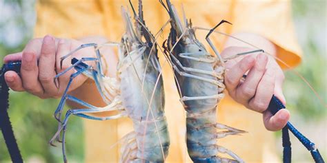 Maximizing Shrimp Farming with Top IoT Systems: A Complete Review ...