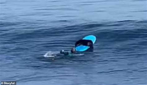 Hilarious Moment Pregnant Sea Otter Leaps On Surfboard And Snarls At