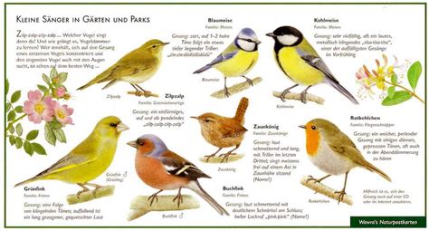 Singvögel - Postkarten mit Pflanzen und Tieren im Kinderpostershop