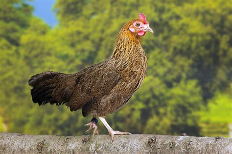 Chicken Animal Stock Photos Kimballstock