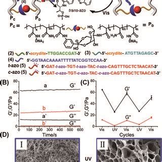 A Schematic Design Of A Photoresponsive Hydrogel That Undergoes