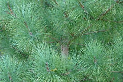 Free Images Nature Branch Leaf Flower Evergreen Botany Fir