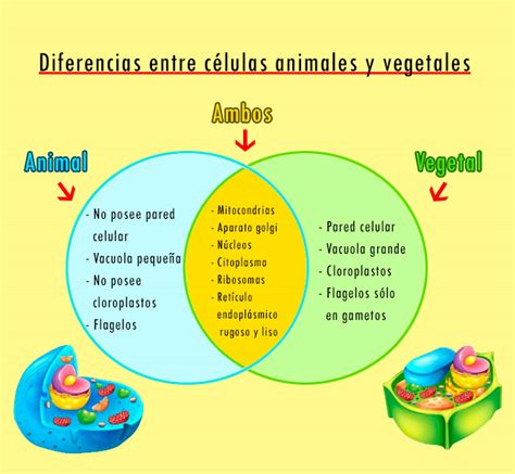 Diferencias entre la célula animal y la célula vegetal – Paxala.com