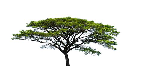 grande árbol elemento roble árbol aislado 24478004 PNG