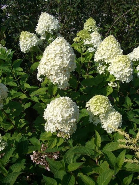 Гортензия метельчатая Грандифлора Hydrangea paniculata Grandiflora ...