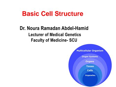 SOLUTION: Basic cell structure - Studypool