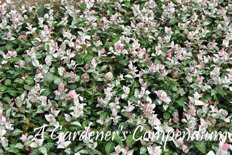 Snow And Summer Jasmine Propagation at Megan Blackmon blog