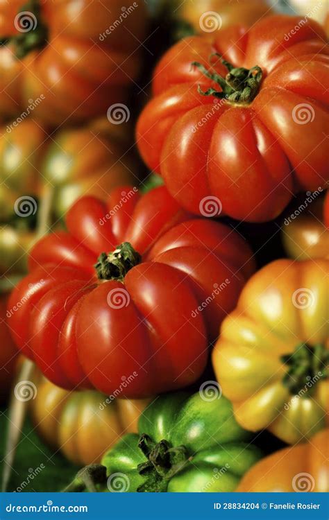 Heirloom Tomatoes Stock Photo Image Of Heirloom Tomato 28834204
