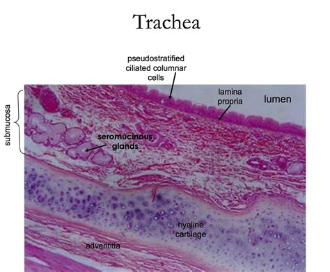 Histology Of The Trachea
