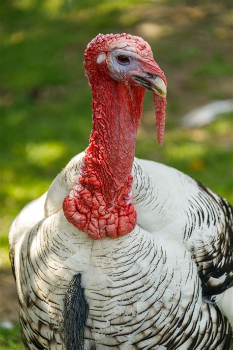 Turkey Portrait Free Stock Photo - Public Domain Pictures