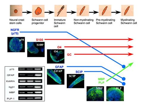 A Schematic Presentation Of Schwann Cell Markers Expressed During