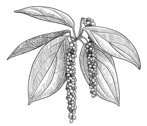 Black Pepper Plant Illustration Drawing Engraving Ink Line Art