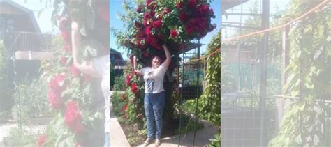 Плетистая роза Фламентанц купить в Самаре | Товары для дома и дачи | Авито