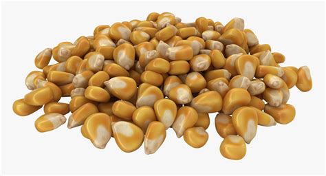 Corn Kernel 3d Model 24 Max Fbx Obj 3ds Free3d