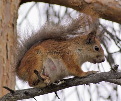 A Pregnant Squirrel Sciurus Vulgaris In Closeup Stock Image Image Of Brown Looking 181814033