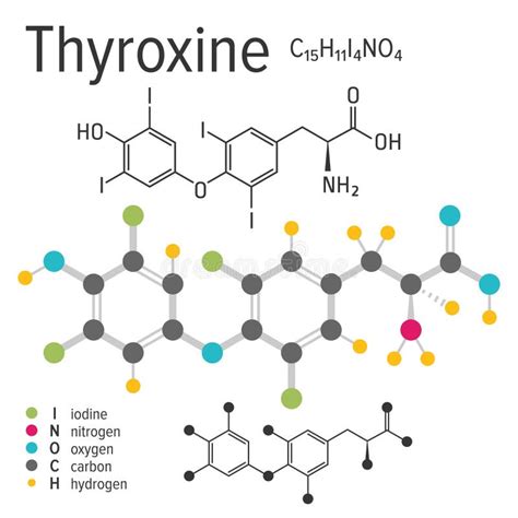 Chemical Formula Of The Vector Thyroxine Molecule Stock Vector