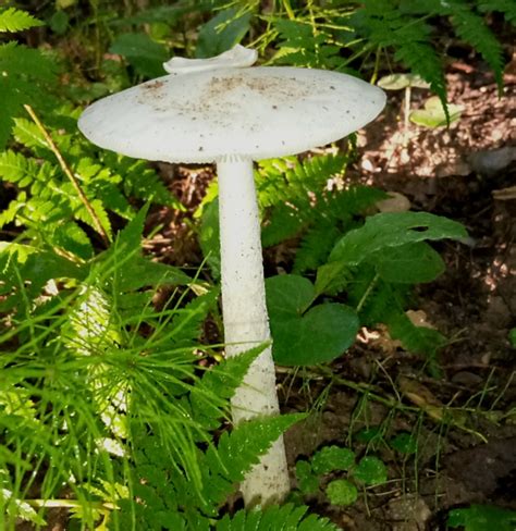 Поплавок белый (Amanita vaginata var. alba) фото и описание