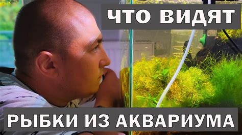 Что видят аквариумные рыбки в аквариуме! - YouTube