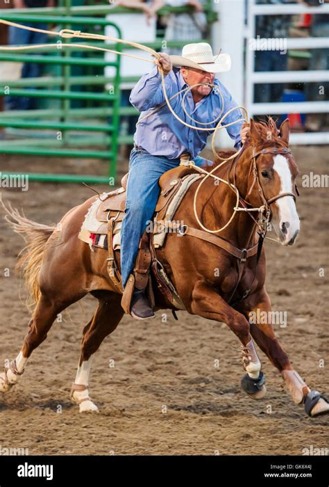 Rodeo Cowboy On Horseback Competing In Calf Roping Or Tie Down Roping
