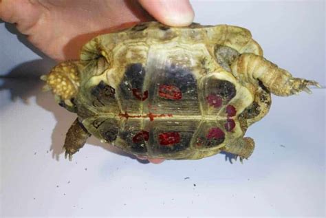 What Are The Red Marks On My Tortoise Tortoise Expert