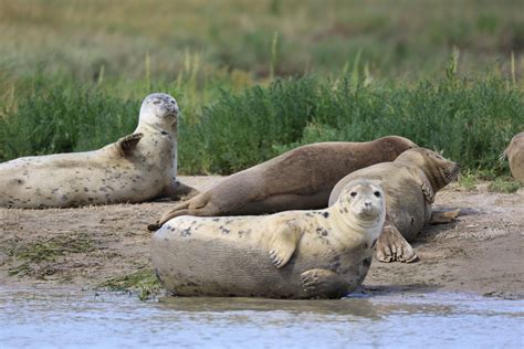 There are sharks in Londons River Thames