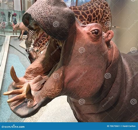 Hippo at Natural History Museum Editorial Photo - Image of mouth