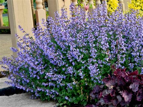 Котовник Персиан Блю - купить в Минске, доставка почтой по Беларуси ...