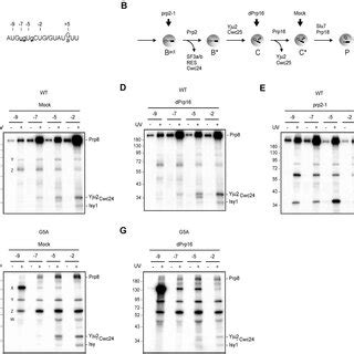 Cross Linking Of Proteins To The 5Ex By 4sU Labeling Reveals