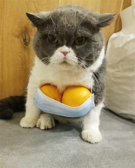 Забавные котики / Питомцы