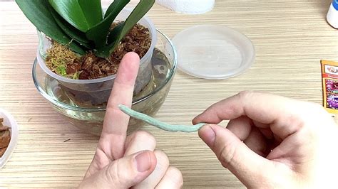 ВАЖНО смывать с корней орхидеи это при пересадке после наращивания ...