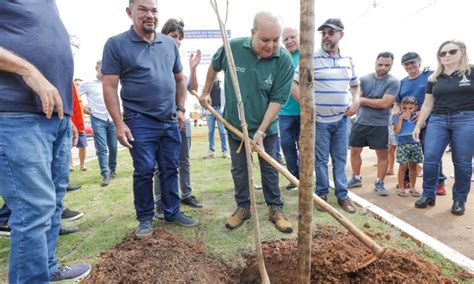 Programa De Arboriza O Vai Plantar Mil Mudas Nativas Notibras