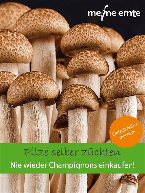 Pilze züchten einfach zuhause mit einem Pilz Set Pilze züchten