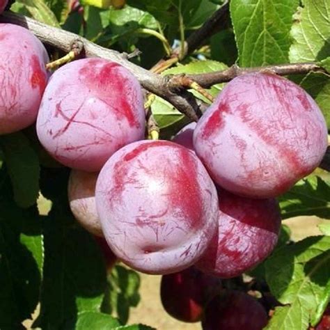 Купить саженцы Слива Ренклод Альтана (домашняя) в питомнике.