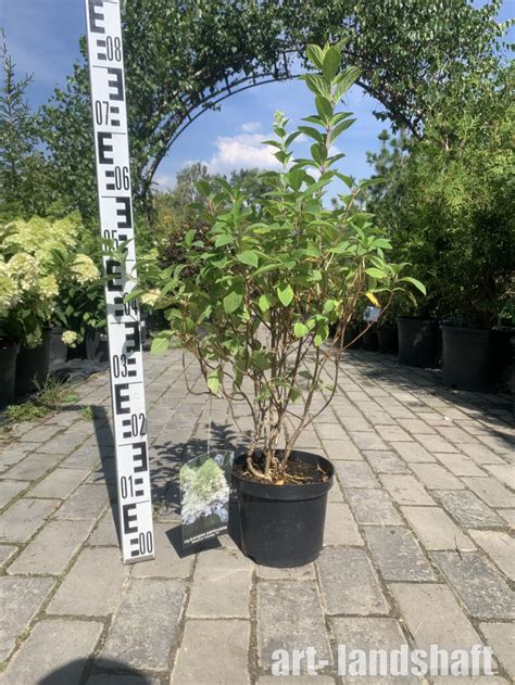 Гортензия метельчатая «Magical» Candle купить в Екатеринбурге от 1200 руб