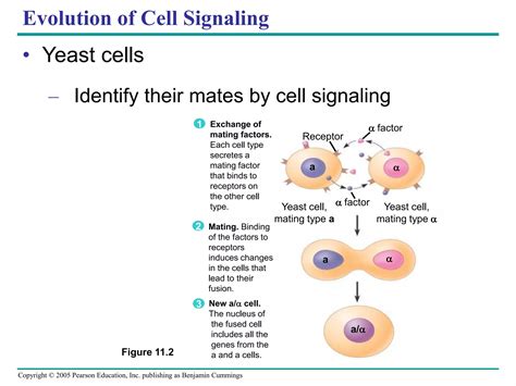 11- cellcommunication text.ppt