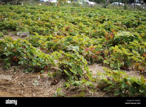 Pick Your Own Farm Hi Res Stock Photography And Images Alamy