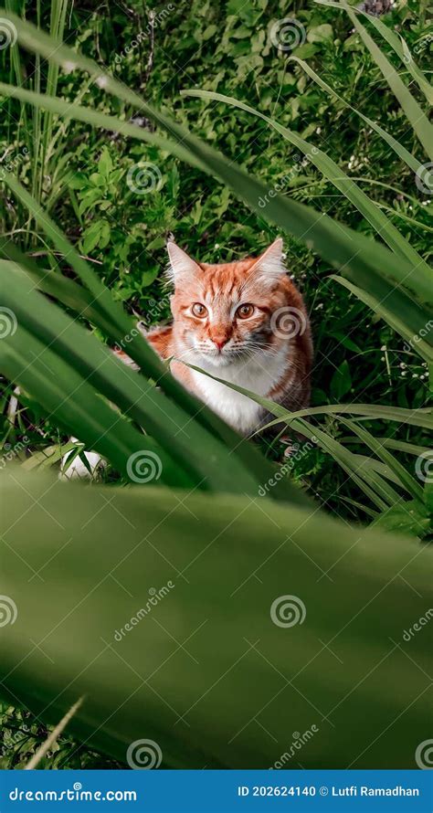 Cat On The Grass Stock Photo Image Of Animal Green 202624140