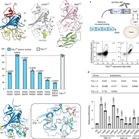 Structures Of Human And Murine LAG3 ECDs A Cartoon Schematic Of The