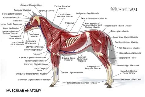 Horse Anatomy 101 - EverythingEQ